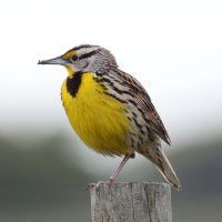 Eastern Meadowlark